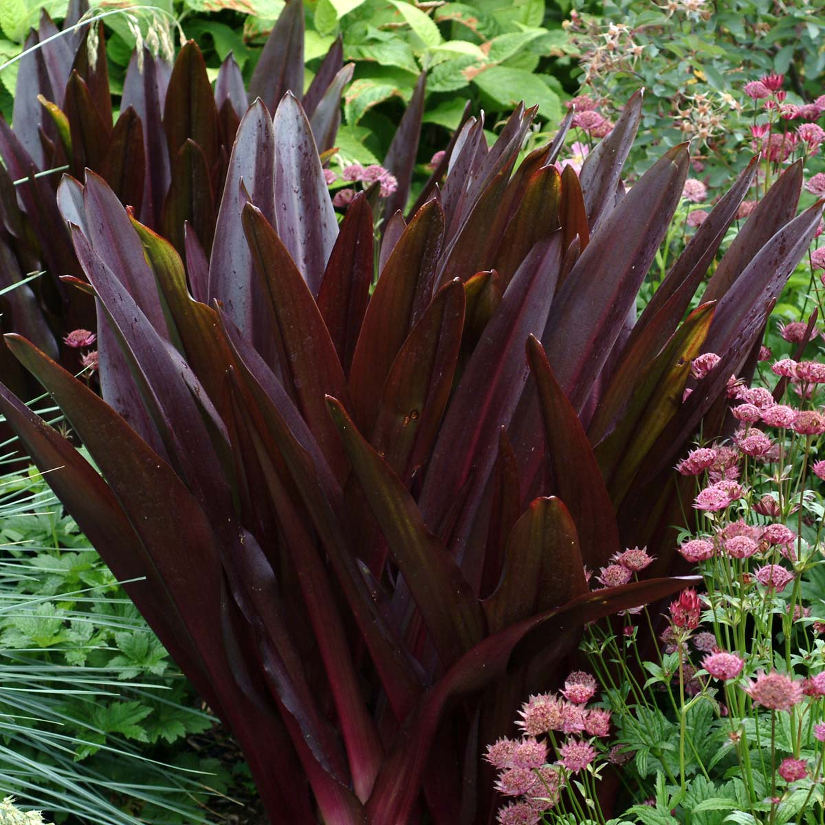 Eucomis 'Oakhurst'