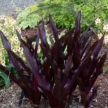 Eucomis 'Oakhurst'