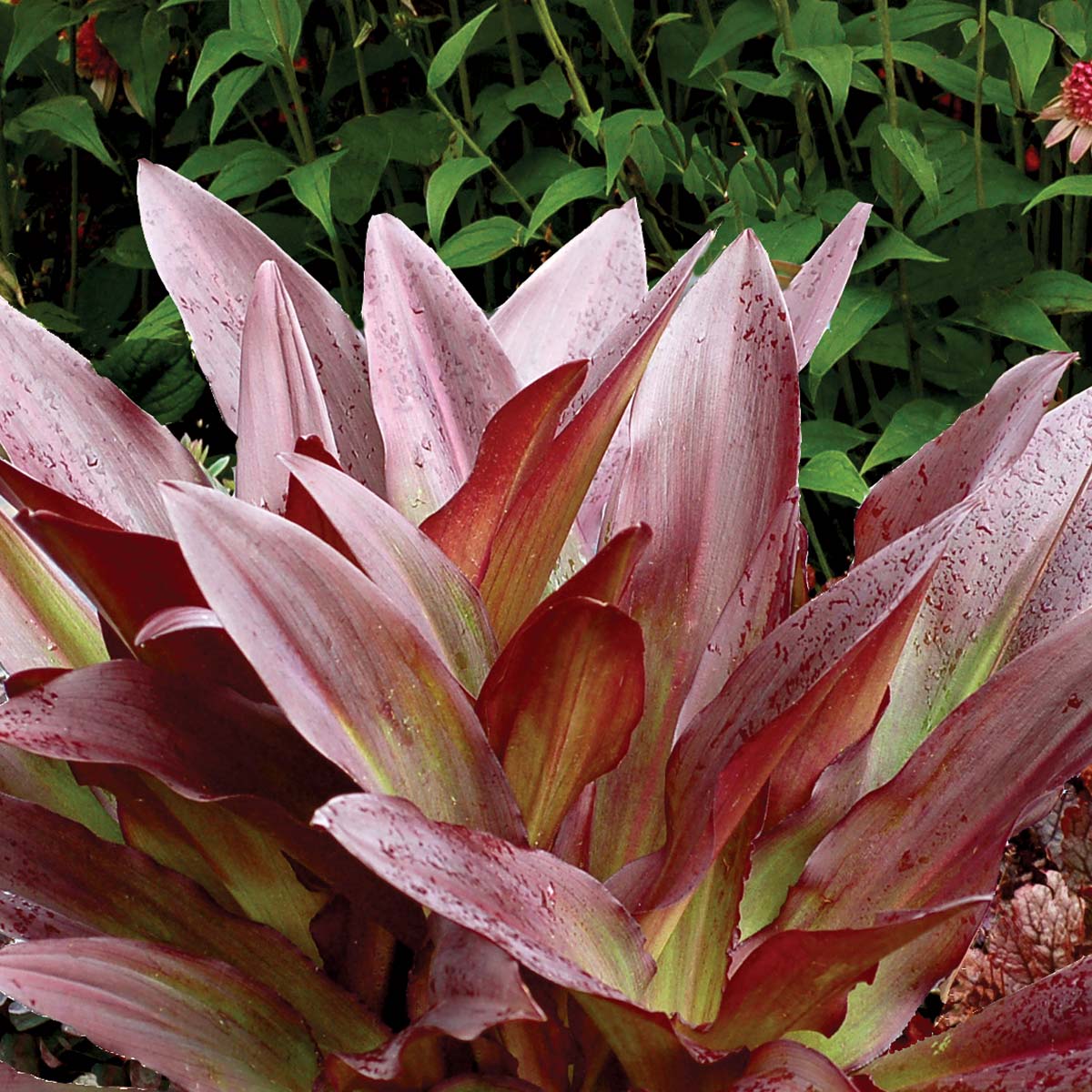 Eucomis 'Zulu Flame'