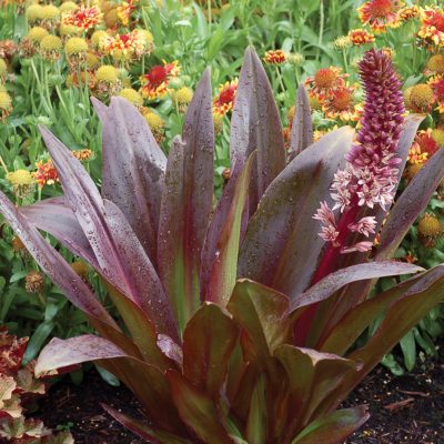 Eucomis TERRA NOVA® 'Zulu Flame'