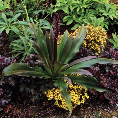 Eucomis TERRA NOVA® 'Zulu Flame'