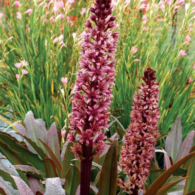 Eucomis TERRA NOVA® 'Zulu Flame'