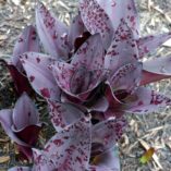 Eucomis 'Zulu Flame'