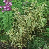 Eupatorium 'Capri'