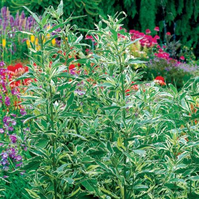 Eupatorium 'Capri'