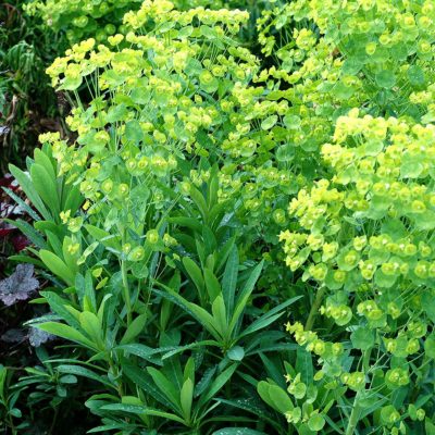 Euphorbia 'Blue Lagoon'