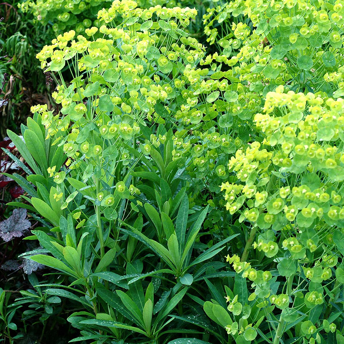 Euphorbia 'Blue Lagoon'