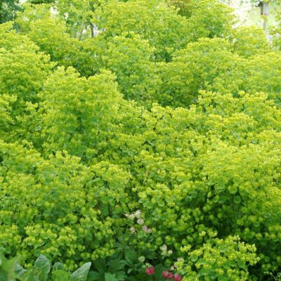 Euphorbia 'Blue Lagoon'