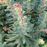 Euphorbia 'Royal Velvet'