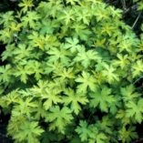 Geranium 'Ann Folkard'