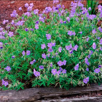 Geranium 'Brookside'