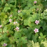 Geranium 'Confetti'