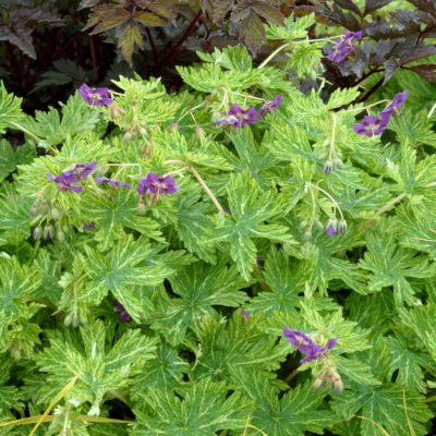 Geranium 'Margaret Wilson'