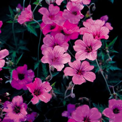 Geranium 'Patricia'