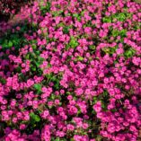 Geranium 'Patricia'