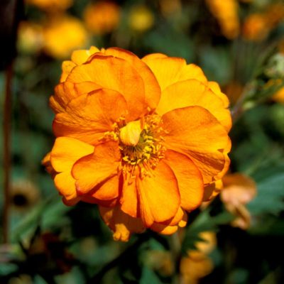 Geum 'Fireball'