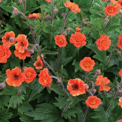 Geum RUSTICO™ 'Orange'