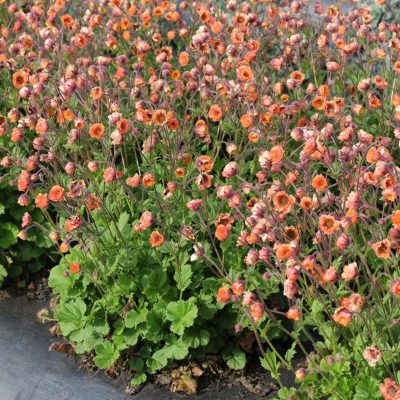 Geum TEMPO™ 'Orange'