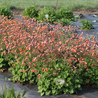 Geum TEMPO™ 'Orange'