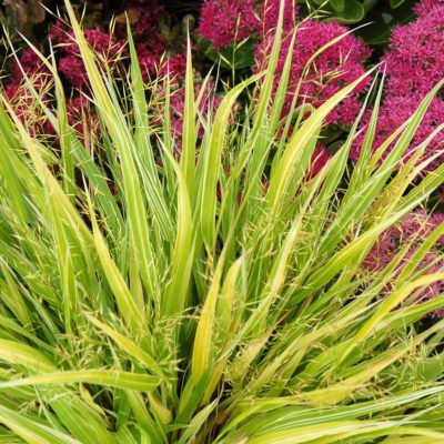 Hakonechloa 'Stripe it Rich'