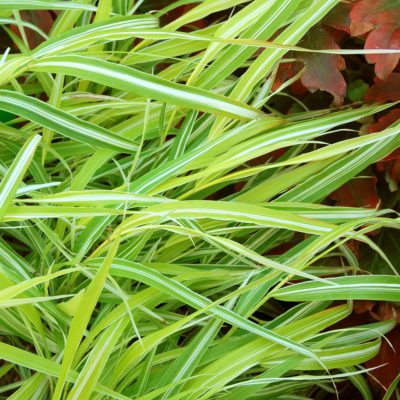 Hakonechloa 'Stripe it Rich'