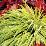 Hakonechloa 'Stripe It Rich'