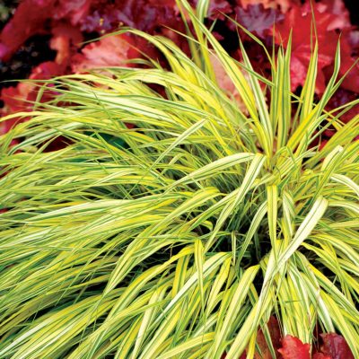 Hakonechloa 'Stripe it Rich'