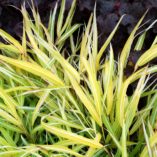 Hakonechloa 'Stripe It Rich'