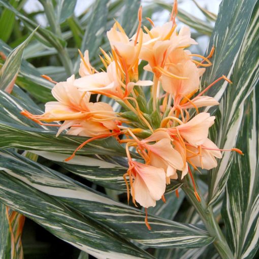 Hedychium 'Tahitian Flame'