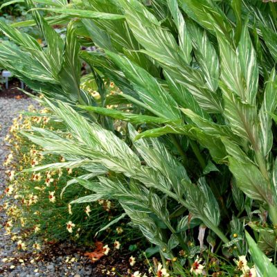 Hedychium 'Tahitian Flame'