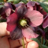 Helleborus 'Dark Shadows'