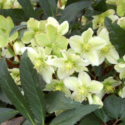 Helleborus 'Honeyhill Joy'