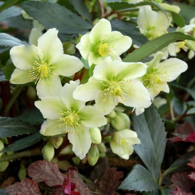 Helleborus 'Honeyhill Joy'