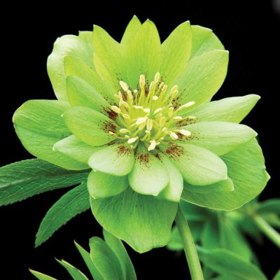 Helleborus 'Janet Starnes'