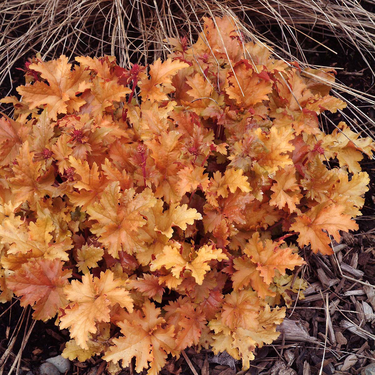 Heuchera 'Amber Waves'