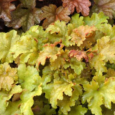 Heuchera 'Amber Waves'