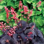 Heuchera 'Bella Notte'