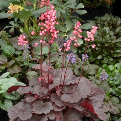 Heuchera 'Bella Notte'