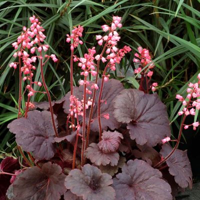 Heuchera 'Bella Notte'