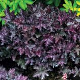 Heuchera 'Blackberry Crisp'