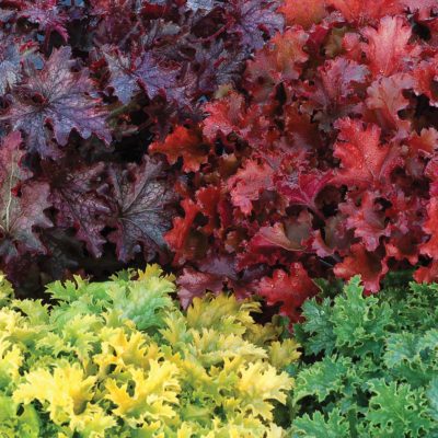 Heuchera 'Blackberry Crisp'