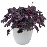 Heuchera 'Blackberry Crisp'