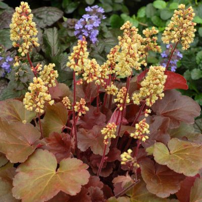 Heuchera LITTLE CUTIES™ 'Blondie'