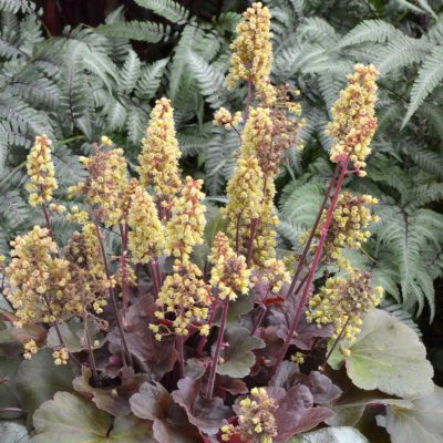 Heuchera LITTLE CUTIES™ 'Blondie'