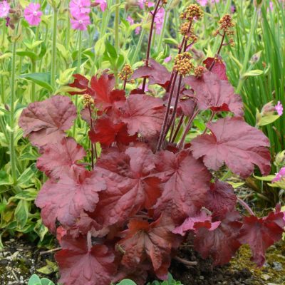 Heuchera LITTLE CUTIES™ 'Blondie'