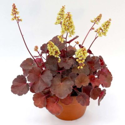 Heuchera LITTLE CUTIES™ 'Blondie'