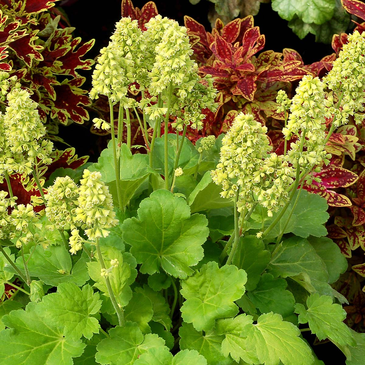 Heuchera LITTLE CUTIES™ 'Blondie in Lime'