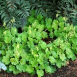 Heuchera LITTLE CUTIES™ 'Blondie in Lime'