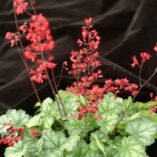 Heuchera 'Blood Red'