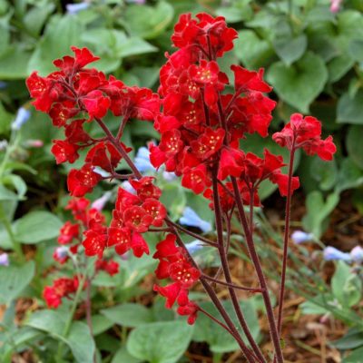 Heuchera 'Blood Red'